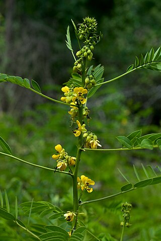 <i>Senna marilandica</i> Species of legume