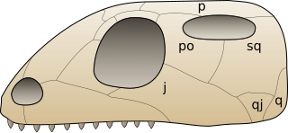 <span class="mw-page-title-main">Euryapsida</span>