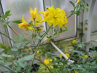 <i>Solanum chilense</i> Species of flowering plant