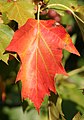 Feuille pennatilobé de Sorbus torminalis