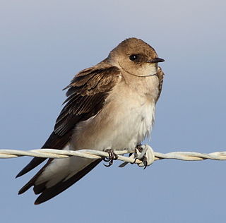 <span class="mw-page-title-main">Northern rough-winged swallow</span> Species of bird