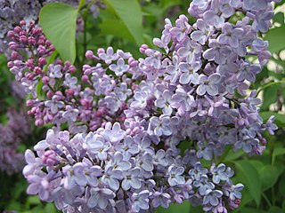 <span class="mw-page-title-main">Lilac (color)</span> Color