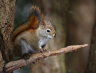 <span class="mw-page-title-main">American red squirrel</span> Species of pine squirrel found in North America