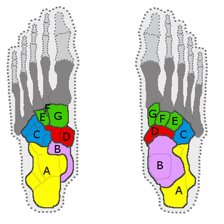 <span class="mw-page-title-main">Tarsus (skeleton)</span> Bones of the foot