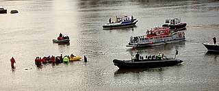 <span class="mw-page-title-main">River Thames whale</span> Whale stuck in the River Thames