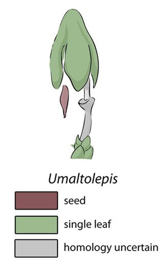 <i>Umaltolepis</i> Extinct genus of plants