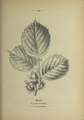 Corylus avellana plate 144 in: Wayside and woodland blossoms, 1895