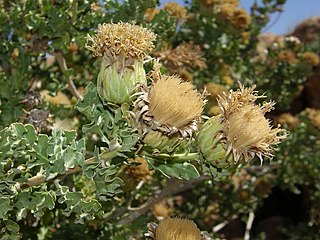 <i>Warionia</i> Genus of flowering plants