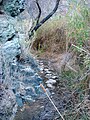 Riparian greenery on the way to Darwin Falls