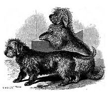 A drawing of two Dandie Dinmont Terriers from 1859 077. Dandie Dinmont.JPG