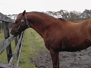 <span class="mw-page-title-main">Cribbing (horse)</span> Stable vice in horses