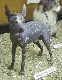 An African hairless dog at the Walter Rothschild Zoological Museum, Tring, England Africanhairless.jpg