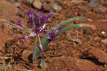 Allium falcifolium