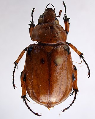 <i>Ancognatha</i> Genus of beetles