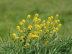 Paprastoji barborytė (Barbarea vulgaris)