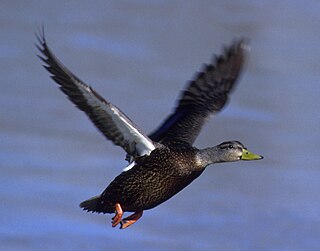 <span class="mw-page-title-main">American black duck</span> Species of bird