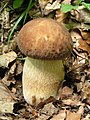 Boletus reticulatus - tammenherkkutatti