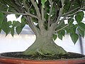 * Kandidimi: Bonsai of Laikor --Mmrsafy 09:09, 11 September 2024 (UTC) * * Kërkohet vlerësim