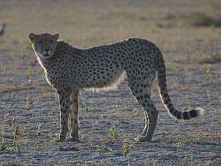 <i>Acinonyx</i> Genus of carnivores