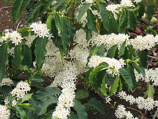 <i>Coffea</i> Genus of flowering plants