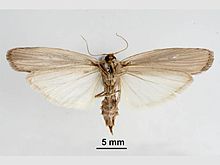 Eldana saccharina ventral.jpg