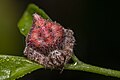 * Nomination Eriovixia sp. resting on a leaf --ManaskaMukhopadhyay 03:51, 7 May 2023 (UTC) * Promotion  Support Good quality. --Rjcastillo 03:48, 7 May 2023 (UTC)