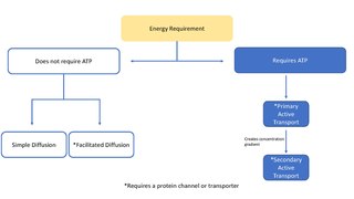 <span class="mw-page-title-main">Ion transporter</span> Transmembrane protein that moves ions across a biological membrane