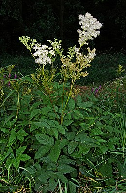 Pelkinė vingiorykštė (Filipendula ulmaria)