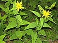 (Helianthus divaricatus)