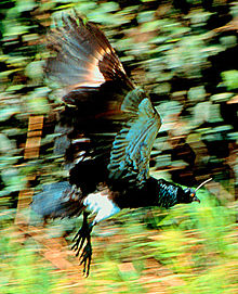 Horngjetarfugl, Anhima cornuta Foto: Leonardo C. Fleck