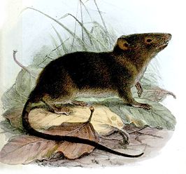 Ecuadoropossummuis