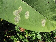 Liriomyza asclepiadis, leaf mines in Asclepias Liriomyza asclepiadis mines.jpg