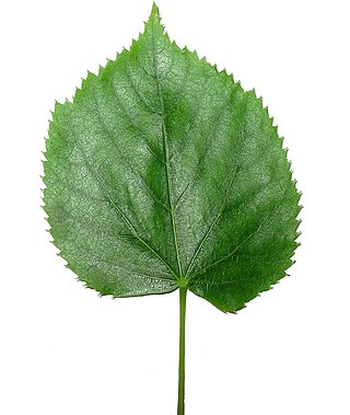 <span class="mw-page-title-main">Leaf</span> Photosynthetic part of a vascular plant