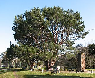 <span class="mw-page-title-main">Wattle Park, Melbourne</span> Park in Burwood, Melbourne, Victoria, Australia