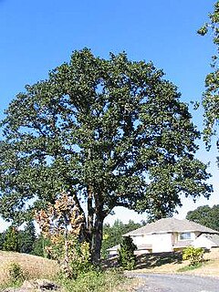 <i>Quercus garryana</i> Species of oak tree