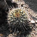 Mammillaria melanocentra