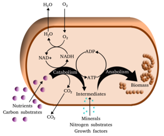 <span class="mw-page-title-main">Metabolism</span> Set of chemical reactions in organisms