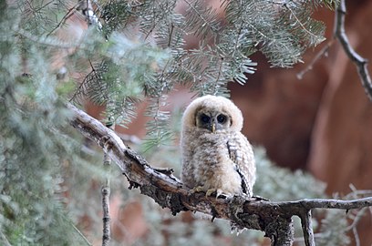 Mexican spotted owlet