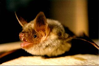 <span class="mw-page-title-main">Greater mouse-eared bat</span> Species of bat