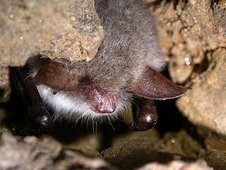 <span class="mw-page-title-main">Natterer's bat</span> Species of bat