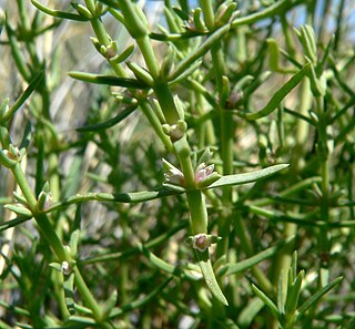 <span class="mw-page-title-main">Polycnemoideae</span> Subfamily of flowering plants