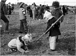 ילדים נוטעים בטו בשבט בעומר י' אדר תשל"ה 1975