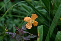 Papaver atlanticum