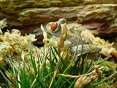 7.10.06 Parkers Waldsteigerfrosch