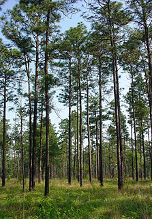 Southeastern conifer forests Temperate coniferous forests ecoregion of the United States