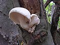 Pleurotus dryinus