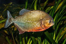 A red-bellied piranha at the Karlsruhe Zoo