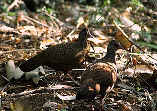 <i>Galloperdix</i> Genus of birds