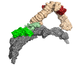 CryoET structure of retromer heterotrimer dimer on the tubular endosome membrane in surface rendering. VPS26 is in green, VPS35 in orange, and VPS29 in red. The heterotrimer forms a characteristic dimeric arch. The grey SNX protein aids in tubulation and retromer membrane binding. Retromer 6H7W.png