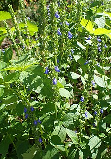 Photographie d’une plante à fleurs bleues ressemblant à de la sauge.